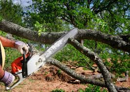  Laurel Hill, NC Tree Services Pros