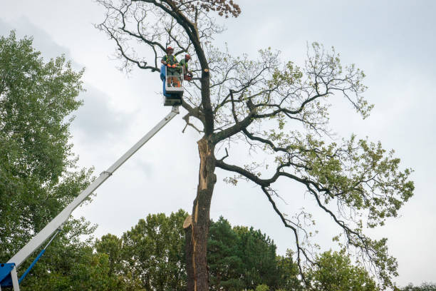 Best Firewood Processing and Delivery  in Laurel Hill, NC