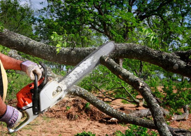 Best Seasonal Cleanup (Spring/Fall)  in Laurel Hill, NC